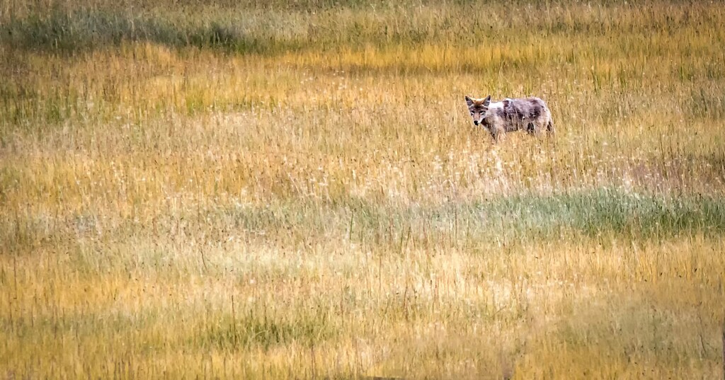 Un lobo paseando por una pradera en el Parque Nacional de Yellowstone, Estados Unidos (2023): Los puntos de inflexión positivos ofrecen una vía importante para restaurar los ecosistemas degradados.