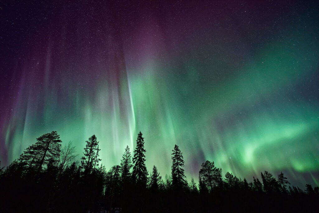 Polar lights over dark trees.