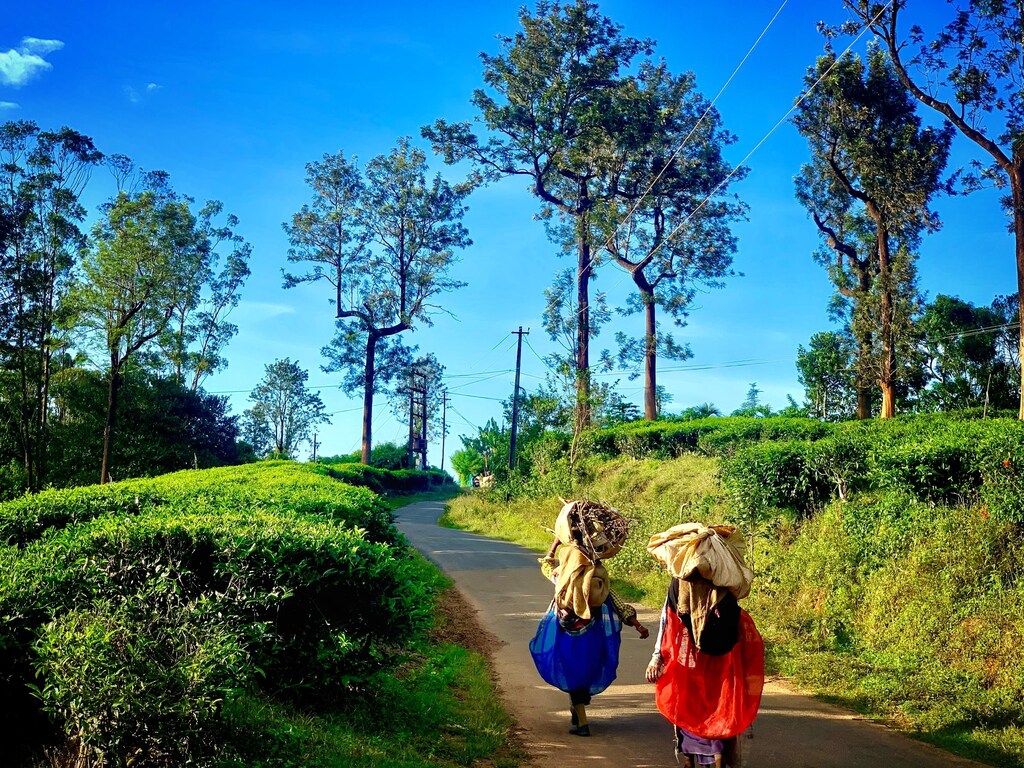 Two people walk down a path flanked by bushes and trees in Vythiri, Wayanad, India.