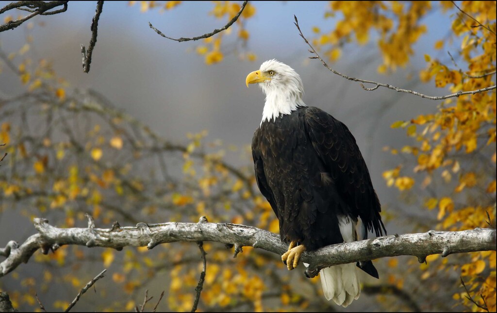 A bald eagle sits in a tree in the Chilkat Bald Eagle Preserve near Haines, Alaska October 8, 2014.
