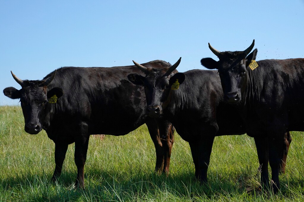 Ganado Wagyu de pie en un pasto en el rancho Grasslands Wagyu cerca de Blanchard, Oklahoma, EE. UU. 11 de julio 2024.