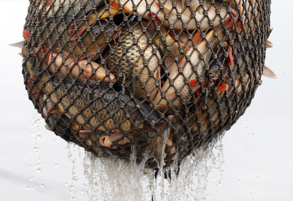 Fish is collected from a net during harvesting at one of Europe's biggest freshwater fishing firms in the Great Hungarian plain in Hortobagy, east from Budapest November 6, 2014. Picture taken on November 6, 2014. REUTERS/Laszlo Balogh (HUNGARY - Tags: ANIMALS ENVIRONMENT FOOD) - LR1EAB70SFV89