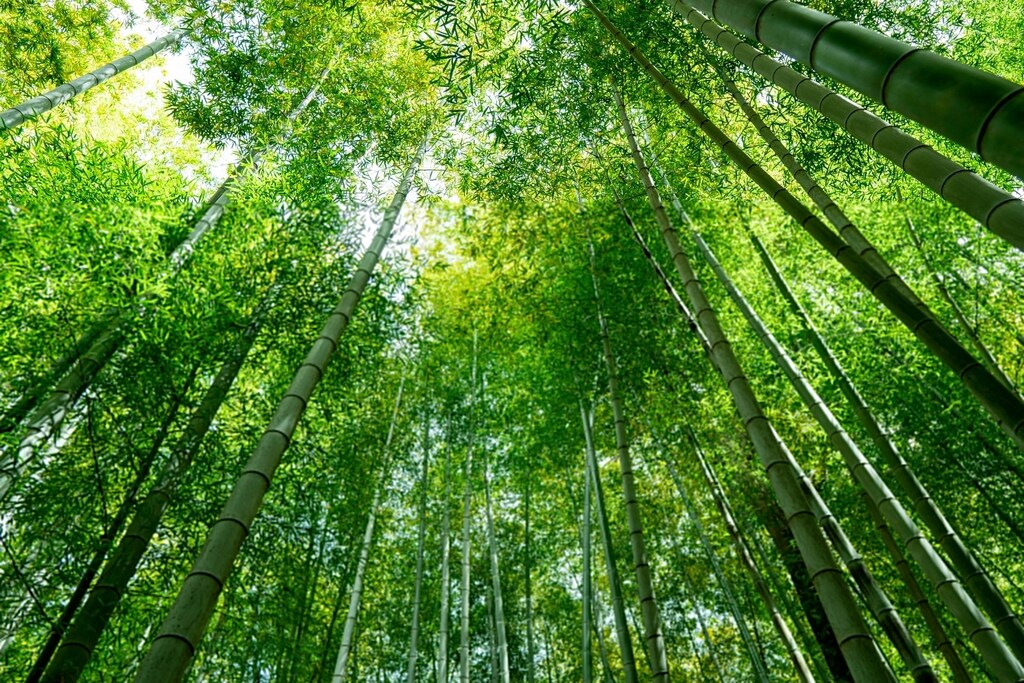 Un bosque de bambú en Japón