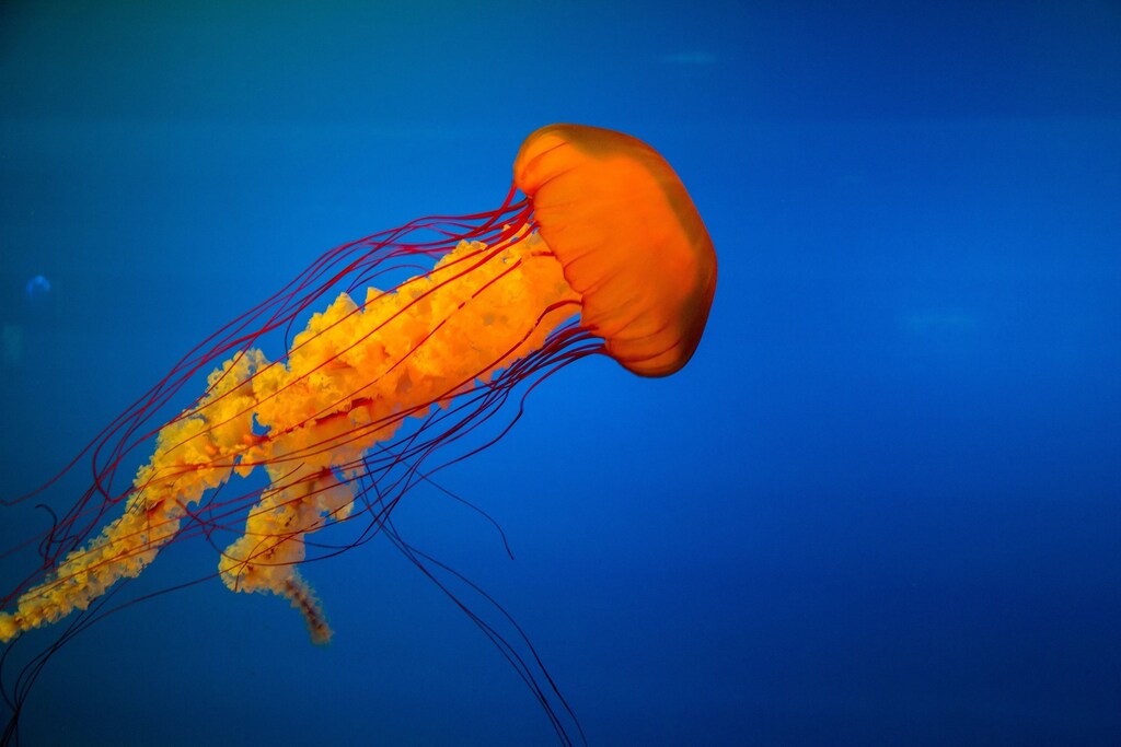 bionic jellyfish science fiction marine monitor world ocean test experiment seabed depth nervous system prosthetic brain cns salinity temperature acidity oxygen levels nutrients