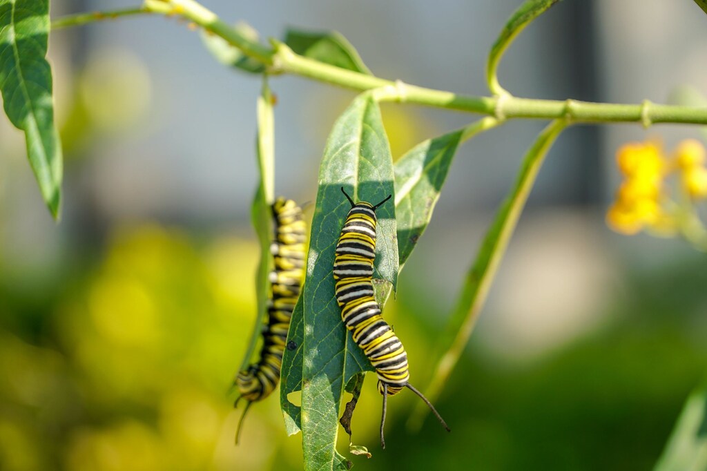 Insects play key roles in local ecosystems, but are under increasing threat due to big agriculture and climate crisis.