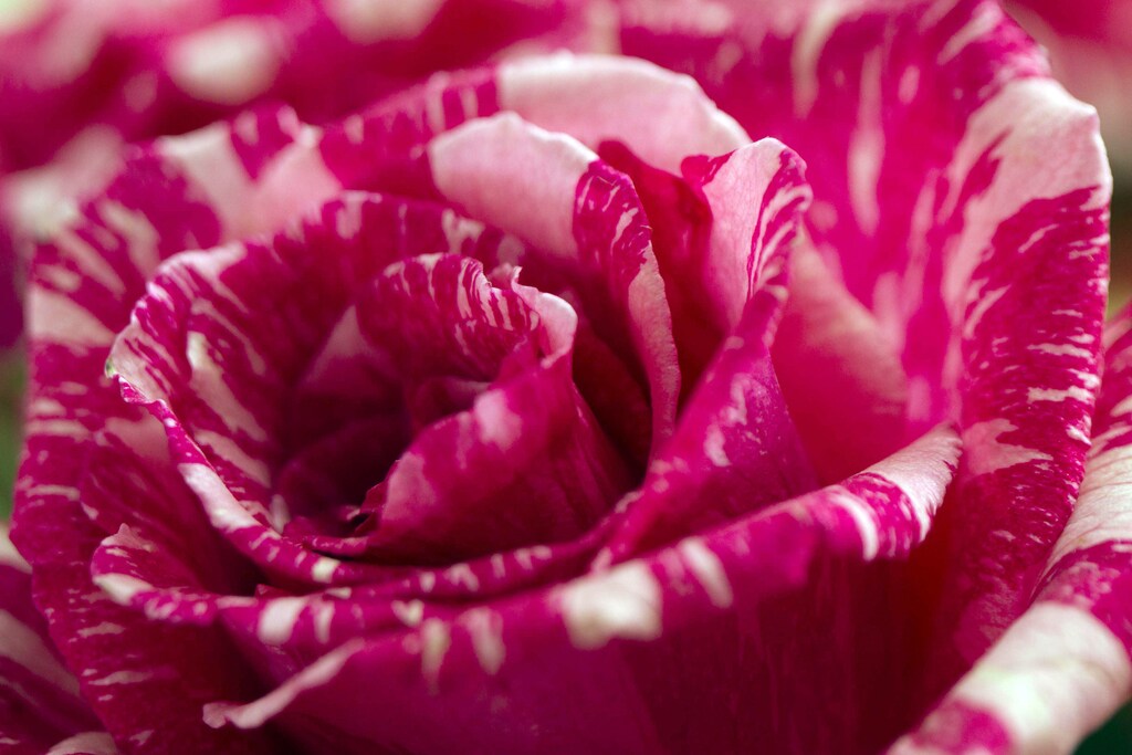 The detail of a rose is pictured at Nevados plantation in Latacunga, some 98 km (61 miles) south of Quito January 28, 2014. REUTERS/Guillermo Granja (ECUADOR - Tags: SOCIETY) - GM1EA1T0Y0S01