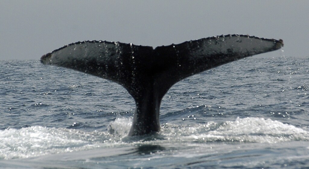 The tail of a humpback whale is seen in the the sea of Manta June 23, 2008. Humpback whales can be seen throughout the Ecuadorian Coast, especially along the coastline of Manabi province. The humpbacks migrate from Antarctica towards tropical or sub-tropical waters during winter to breed and give birth.. REUTERS/Enrique Hernandez (ECUADOR) - GM1E46O0P5O01