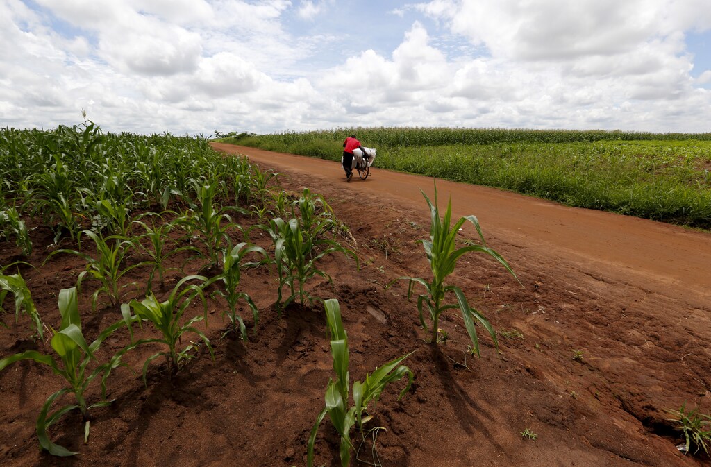 A Malawian man carries food aid distributed by the United Nations World Food Progamme (WFP) through maize fields in Mzumazi village near the capital Lilongwe, February 3, 2016.