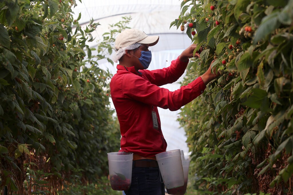 A fruit picker harvests berries at a farm owned by DriscollÃs, a California-based seller of berries, as the outbreak of the coronavirus disease (COVID-19) continues in Zapotlan el Grande, in Jalisco state, Mexico April 29, 2020. Picture taken April 29, 2020. REUTERS/Fernando Carranza - RC2MJG97M6J3