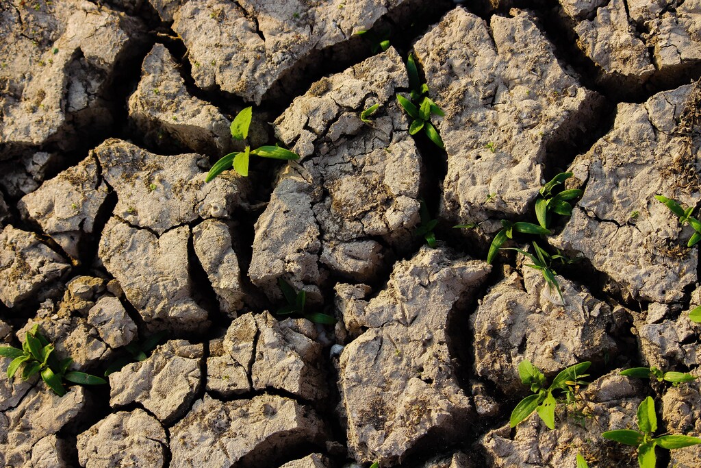 Green shoots in dry cracked soil.