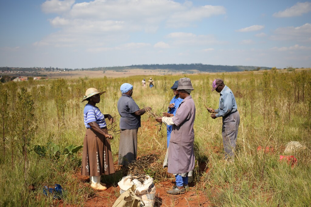 Members of BlueDisa, a cooperative of freehold and subsistence farmers, harvest beans in Lawley informal settlement in the south of Johannesburg, South Africa, April 29, 2019. Picture taken April 29, 2019. REUTERS/Siphiwe Sibeko - RC158EC85A30
