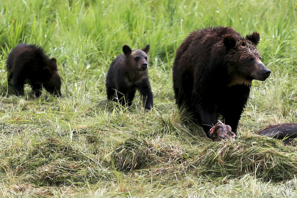 A grizzly bear and her two cubs approach the carcass of a bison in Yellowstone National Park in Wyoming, United States