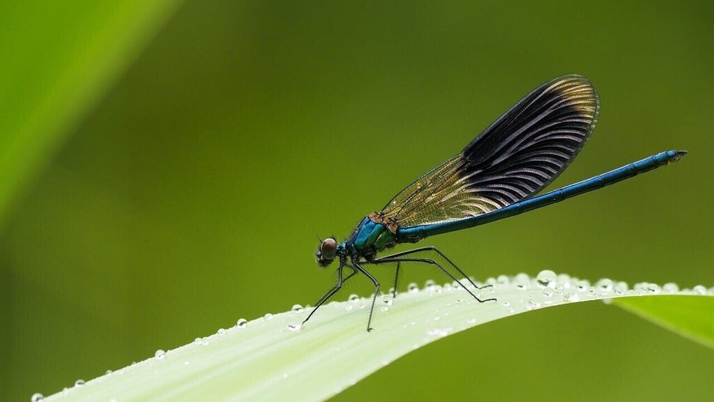 Reversing biodiversity loss requires innovative solutions.