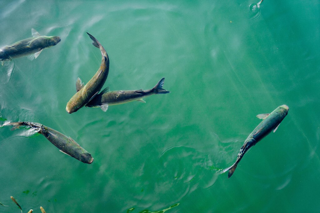 A fish farm.