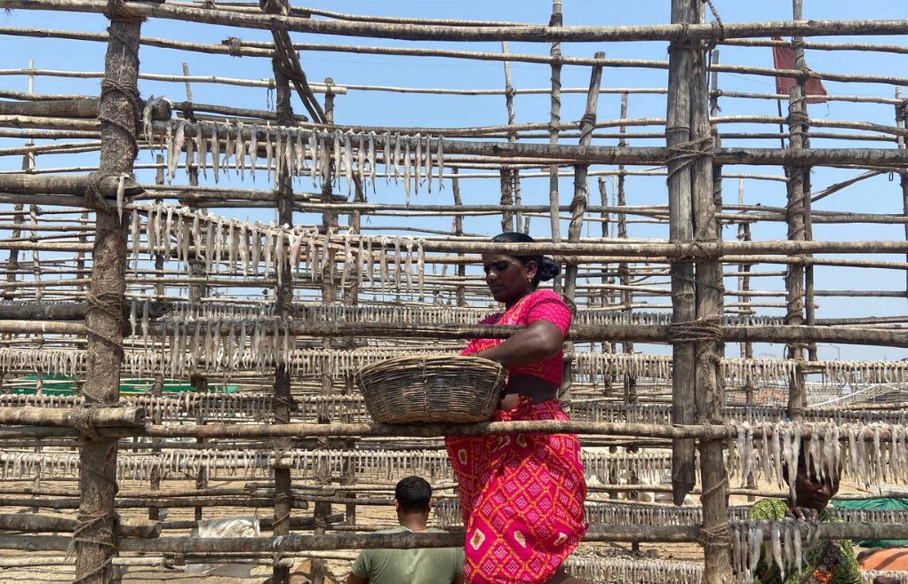 The local fishing economy, especially the fisherwomen, are facing the brunt of severe Mumbai heatwave 2022