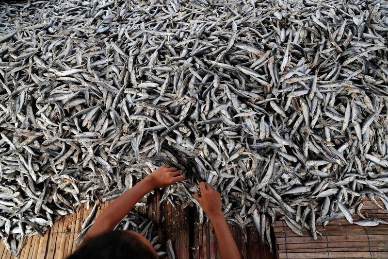 A woman sorts fish during drying process at Muara Angke district in Jakarta, Indonesia, August 3, 2018.