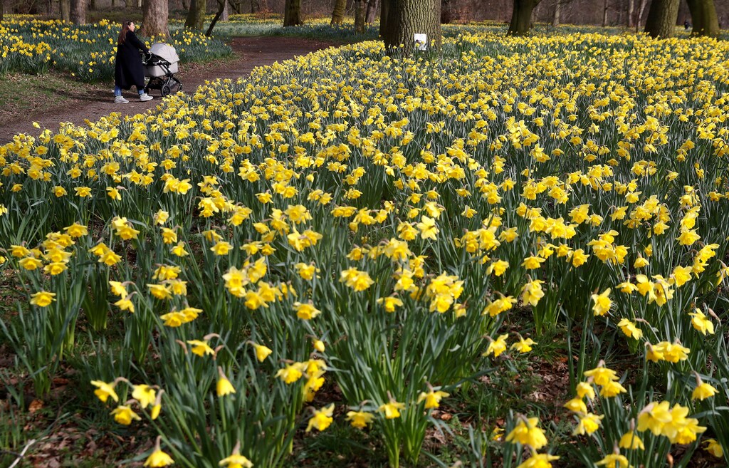 A woman pushes a pram through a field of daffodils in Sefton Park in Liverpool, Britain, March 24 , 2021. REUTERS/Phil Noble/File Photo