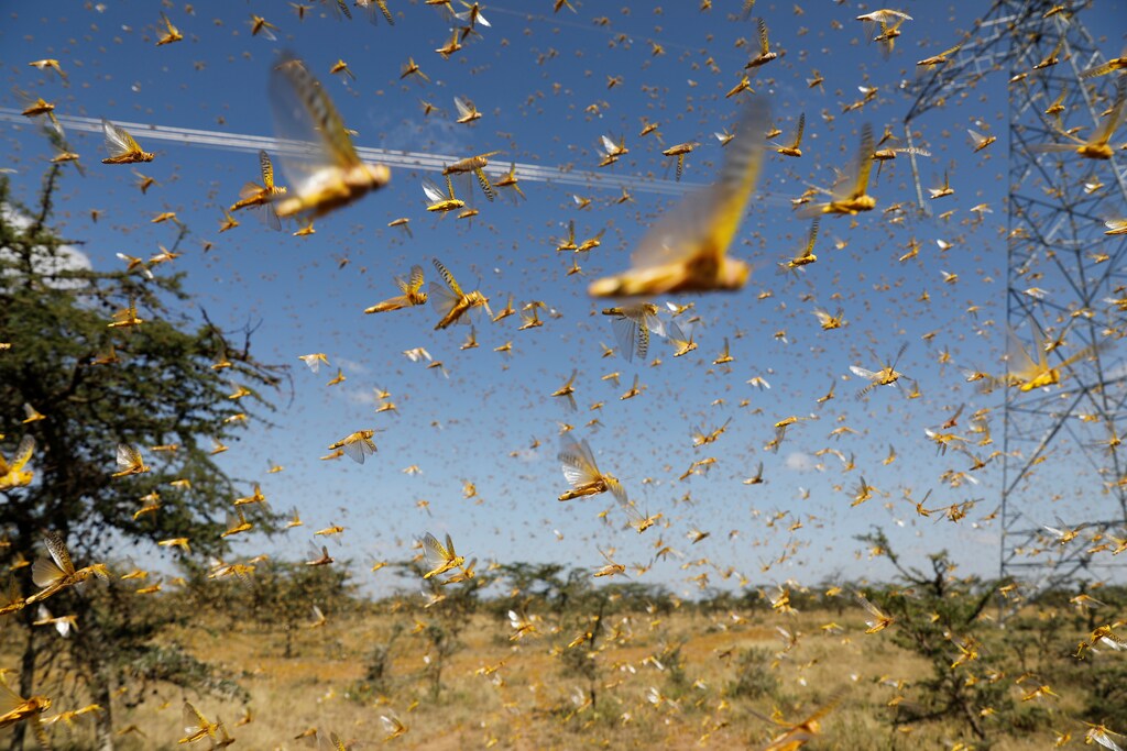La India utiliza un helicóptero y 12 drones para pulverizar insecticidas a fin de proteger los cultivos de un enjambre de langostas.