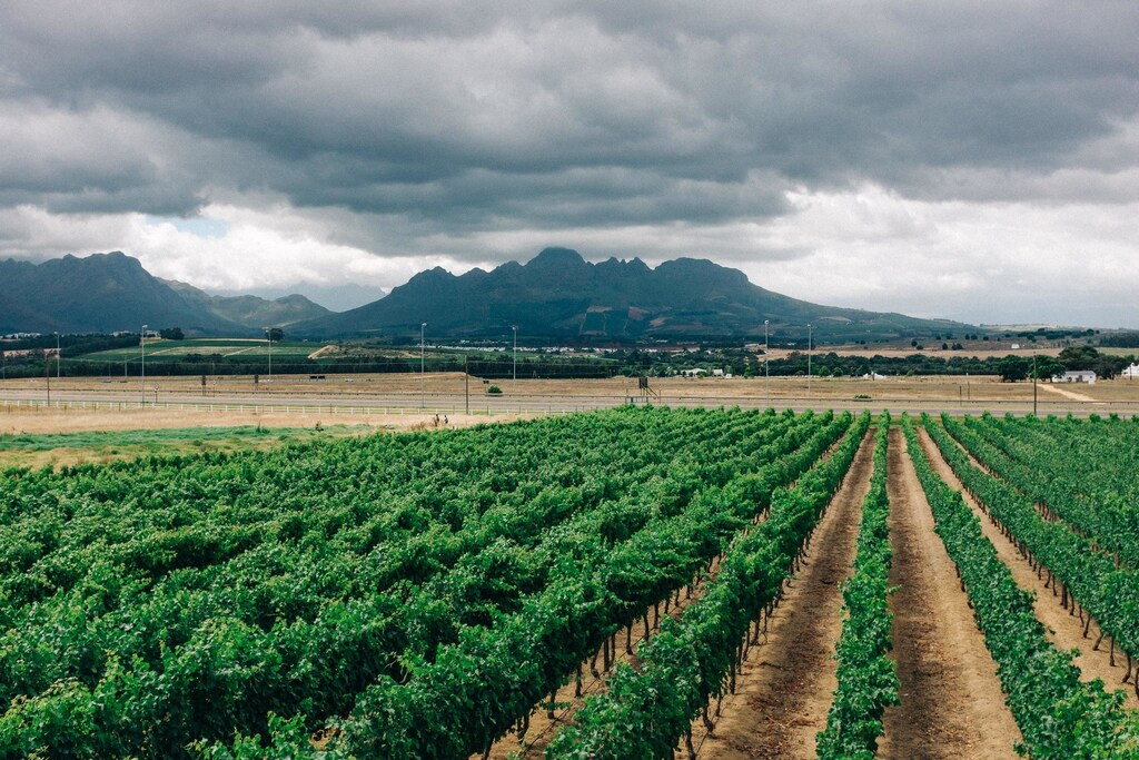 South African vineyard.