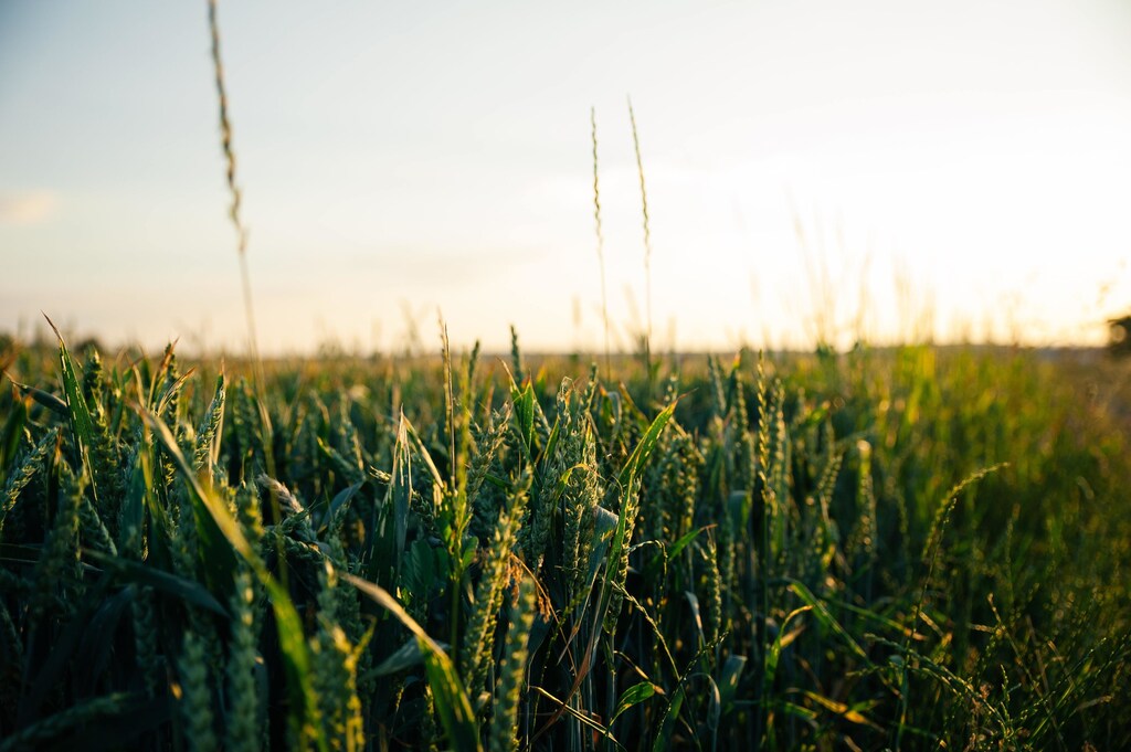 A new scientific substance can protect crops like these from drought, when applied to seeds.