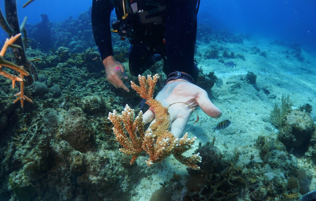 Coral reefs support the existence of at least 25% of all marine life.