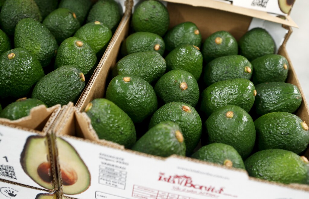 Boxes of avocados are seen at a packaging warehouse of Hoja Redonda plantation in Chincha, Peru, September 3, 2015. The eighth World Avocado Congress, an event dedicated to production, export and marketing of Hass avocados, will be held in Peru from September 13 to September 18. Peru is the second largest exporter of Hass avocados in the world, according to local media. REUTERS/Mariana Bazo - RTX1R0R0
