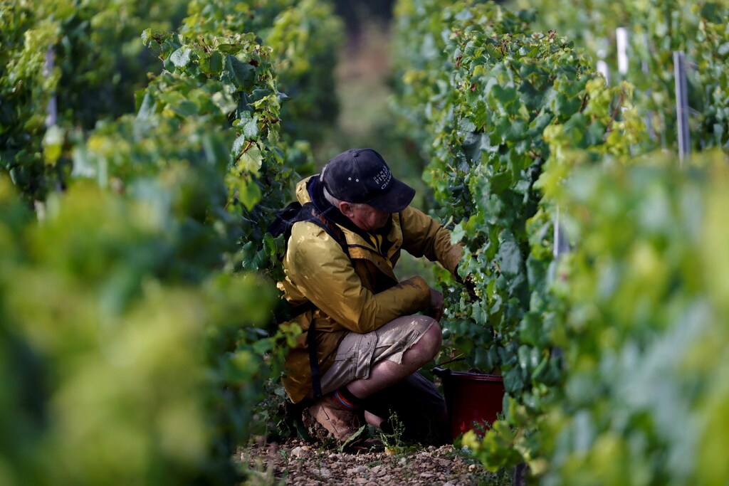 A worker harvests grapes in a vineyard. REUTERS/Pascal Rossignol