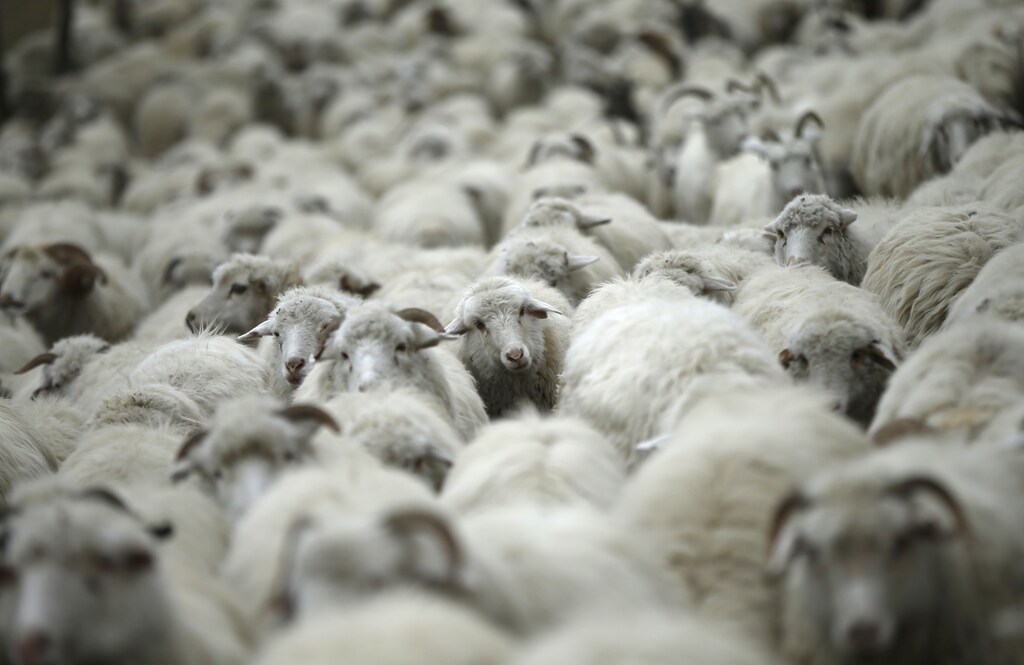 A herd of sheep move on the road as they return home from grazing fields outside Tbilisi, Georgia, November 11, 2015. Twice a year, in spring at the start of the grazing season and in autumn at season's end, herds of sheep cross the country during a long march of hundreds of kilometres. REUTERS/David Mdzinarishvili - GF20000054631
