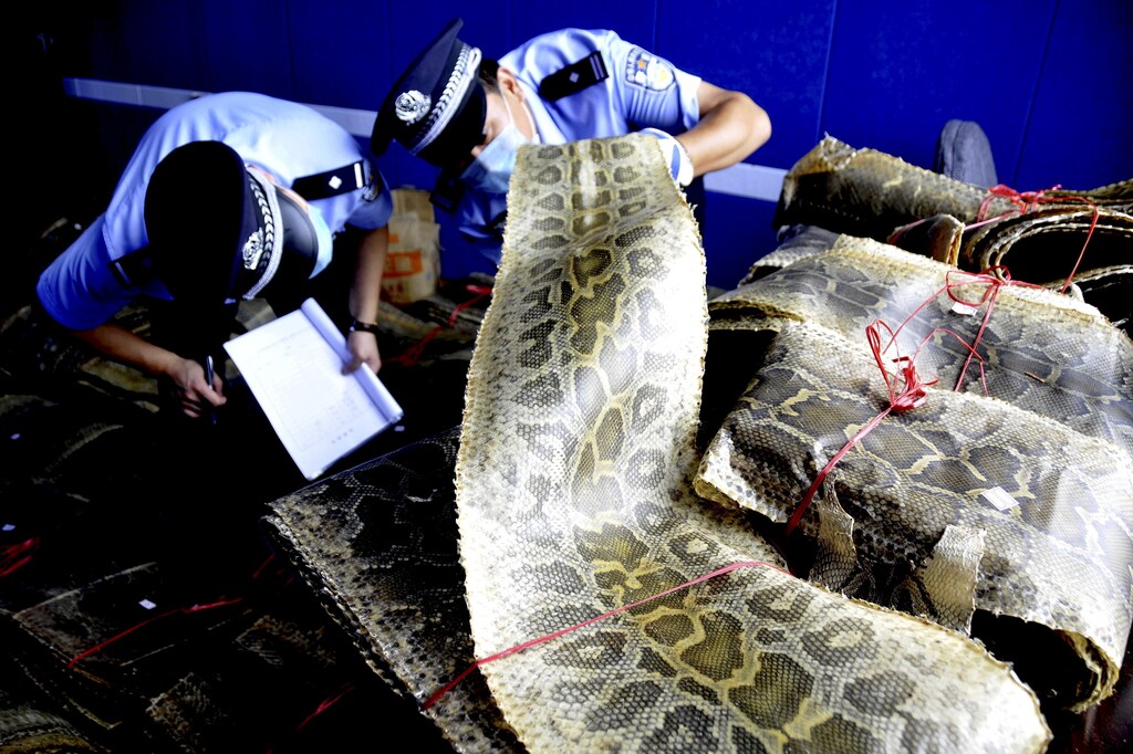 Police officers mark and register bundles of seized python skins in Linyi, Shandong province, China, July 17, 2015. Local police arrested two man suspected of illegal trading of wildlife products and confiscated over 900 pieces of python skins, local media reported. Picture taken July 17, 2015.