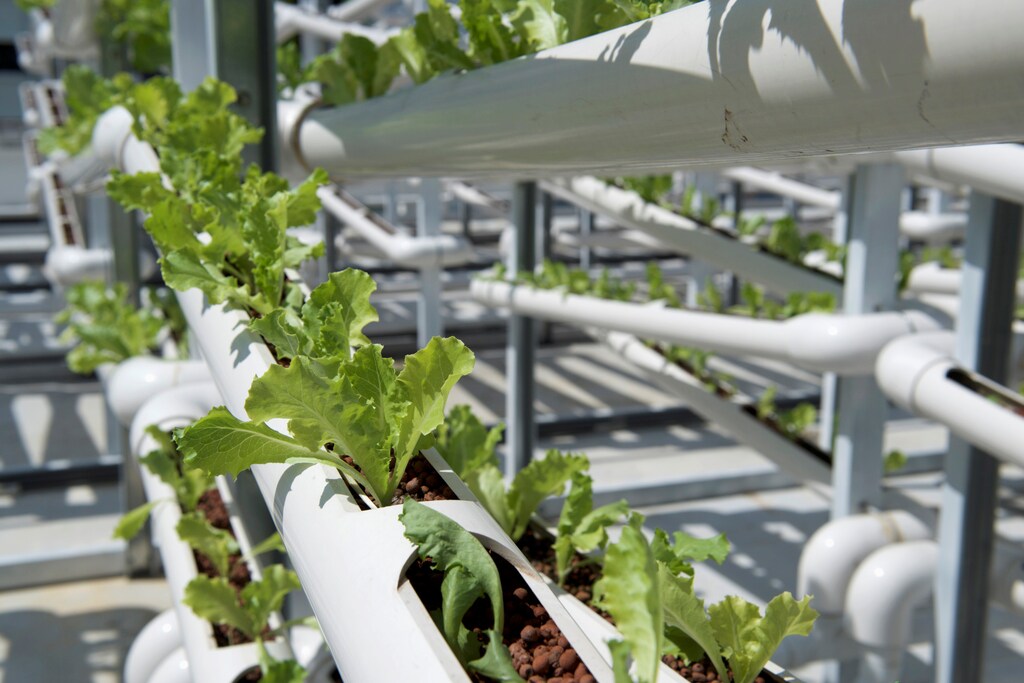 Organic lettuces are seen on rows of growing towers that are primarily made out of polyvinyl chloride (PVC) pipes at Citiponics' urban farm on the rooftop of a multi-storey carpark in a public housing estate in western Singapore April 17, 2018. Picture taken April 17, 2018. REUTERS/Loriene Perera - RC1D35EEA080