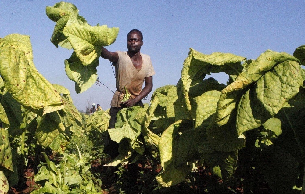Zimbabwean farm worker Lovemore Dzapasi harvests tobacco at Lobernvale farm in Harare, January 17, 2014. Zimbabwe's economy will grow by 4.2 percent this year, well short of the government's more upbeat projection as weaker global metal prices weigh on expansion, the World Bank said on Wednesday.Finance Minister Patrick Chinamasa said last month the economy was expected to grow by 6.4 percent in 2014 up from 3.4 percent last year, buoyed by mining, agriculture and construction.REUTERS/Philimon Bulawayo (ZIMBABWE - Tags: BUSINESS AGRICULTURE) - RTX17ID7