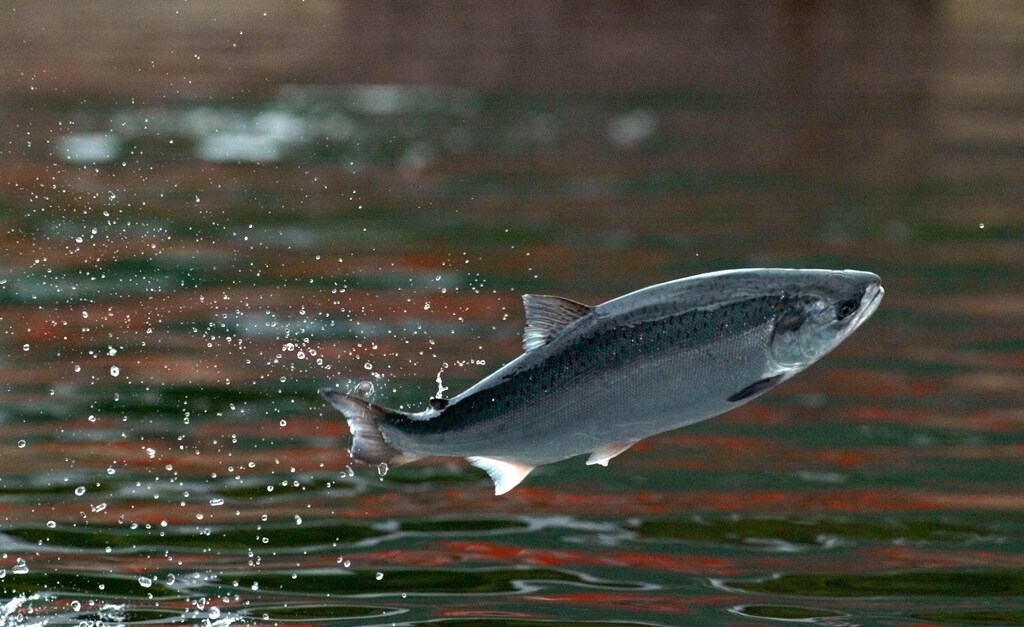 A salmon jumps for food pellets thrown by a Chilean worker into a tankanchored at the Pacific port of Chacabuco, some 1,800 kilometers south ofSantiago, September 16, 2003. From this new frontier of salmon farming,where snowcapped peaks descend into deep fjords and nutrient-rich currents,Chile is set to take over Norway as the world's largest producer of farmedsalmon, but not without criticism. NO RIGHTS CLEARANCES OR PERMISSIONS ARE REQUIRED FOR THIS IMAGE REUTERS/CarlosBarria=