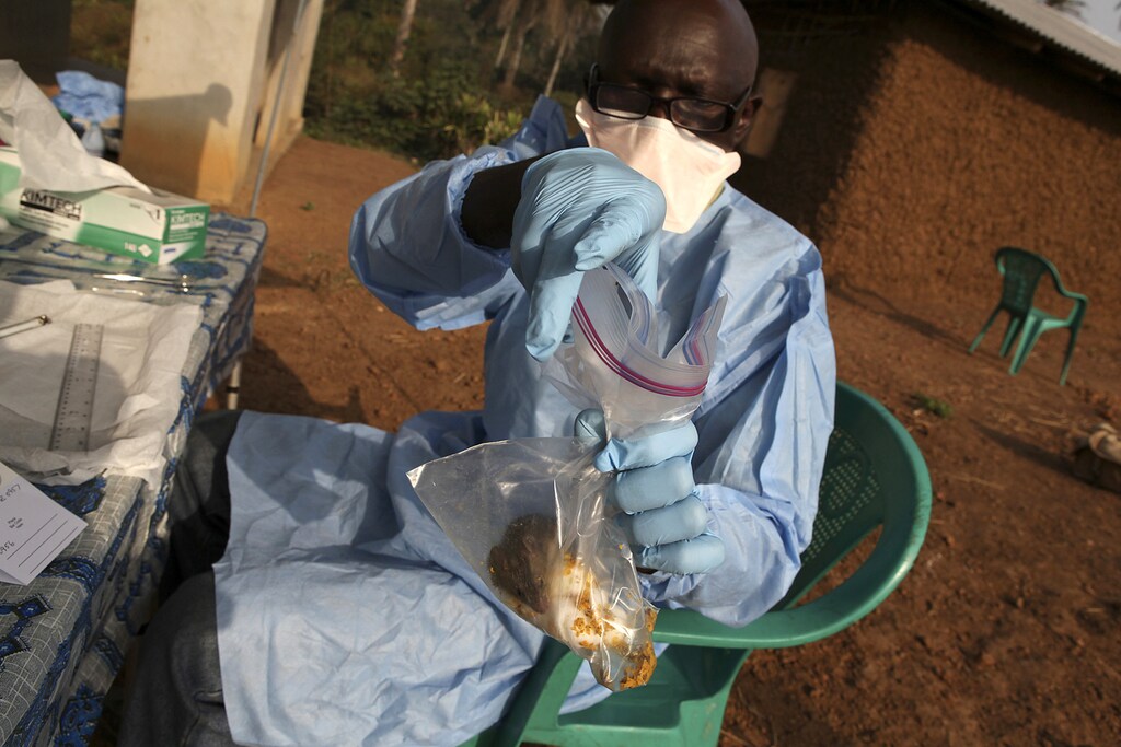 Ecologist James Koninga anesthetises a Mastomys Natalensis rodent with Isoflurane ether in the village of Jormu in southeastern Sierra Leone February 8, 2011. Lassa fever, named after the Nigerian town where it was first identified in 1969, is among a U.S. list of "category A" diseases - deemed to have the potential for major public health impact - alongside anthrax and botulism. The disease is carried by the Mastomys Natalensis rodent, found across sub-Saharan Africa and often eaten as a source of protein. It infects an estimated 300,000-500,000 people each year, and kills about 5,000. Picture taken February 8, 2011.