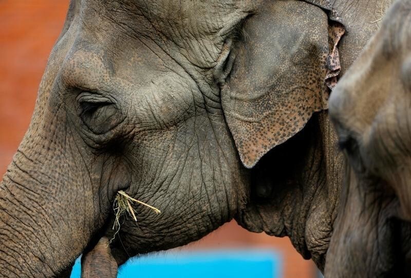 Newly arrived African and Asian elephants eat grass during warm autumn weather at Skopje Zoo, Macedonia October 12, 2018.