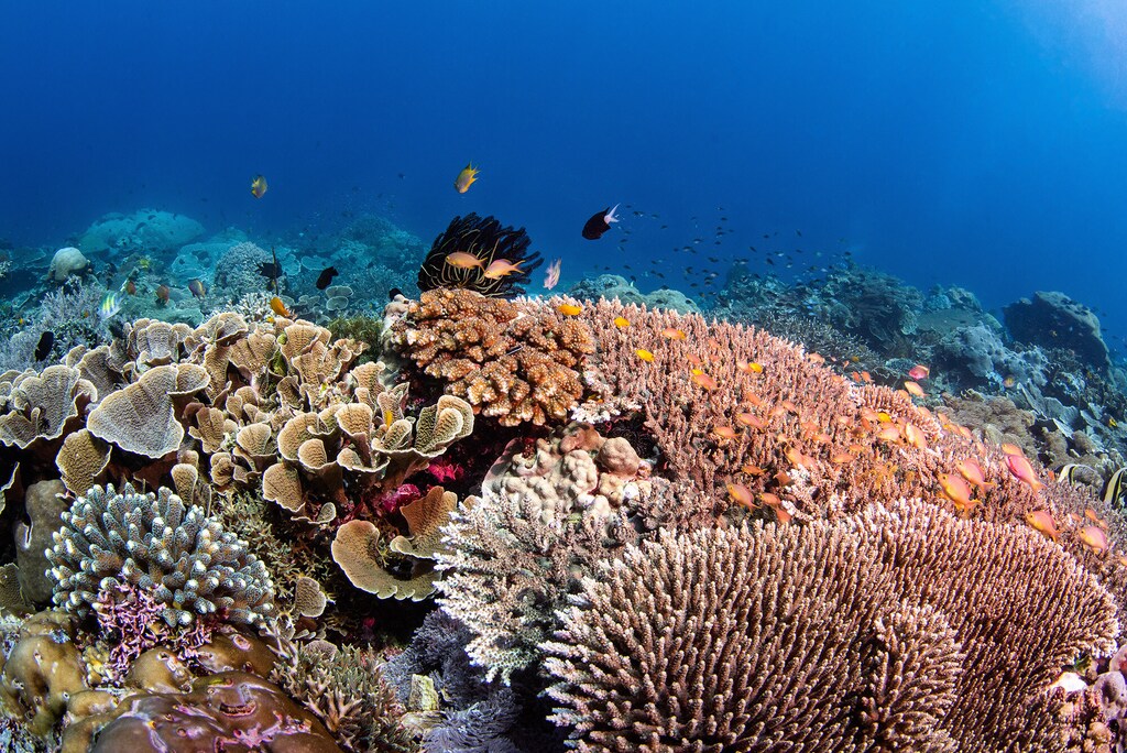 Coral reefs around the world make a huge contribution to people's lives and livelihoods — and they protect the climate.