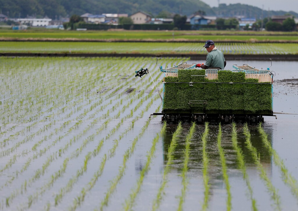 A farmer using rice planting machine conducts rice transplanting in Ryugasaki, Japan June 26, 2017. Picture taken June 26, 2017. REUTERS/Issei Kato - RC1AAC63F960