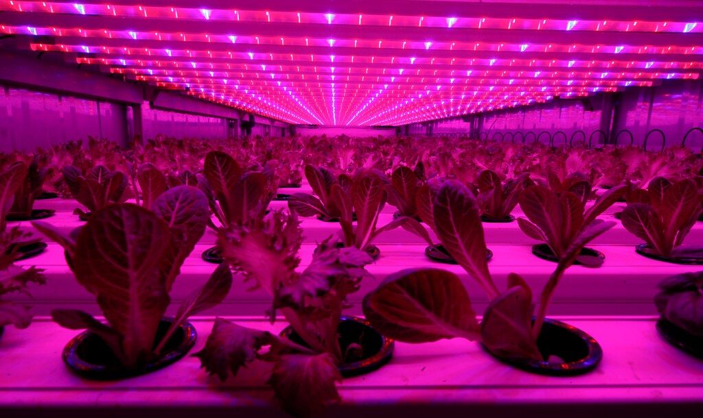 An IKEA farming facility using recycled organic waste from the company's restaurants.