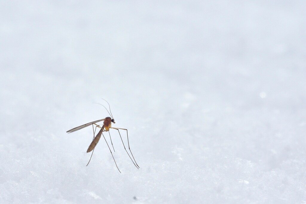 the mosquito, pictured here, can transmit a range of deadly diseases