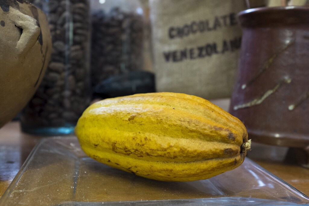 A cocoa fruit is displayed in a store in Caracas April 10, 2015. Venezuela's flavorful cocoa, coveted centuries ago by pirates and now a darling of specialty producers, will not be enriching foreign chocolate bars any time soon. The South American country's socialist government has drastically reduced export permits for cocoa in the last five months, according to Venezuela's cocoa industry group. REUTERS/Marco Bello - RTR4WV3D