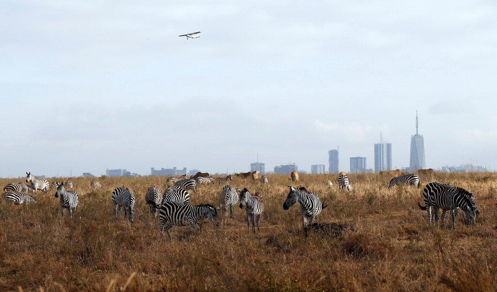 Zebras graze through the grass of the Nairobi National Park near Nairobi, Kenya June 20, 2017. REUTERS/Feisal Omar - RTS17UC3