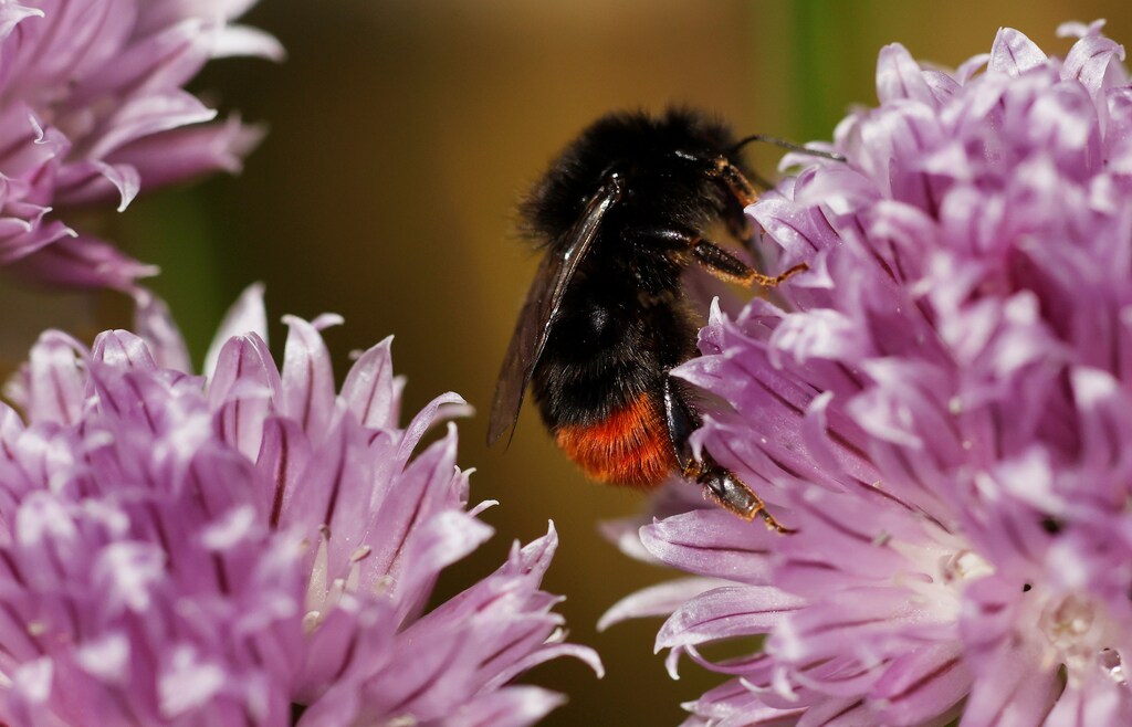 A Red-tailed bumblebee collects pollen from a flower in a garden in Manchester, Britain, May 31, 2021. REUTERS/Phil Noble - RC21RN9D4JEG