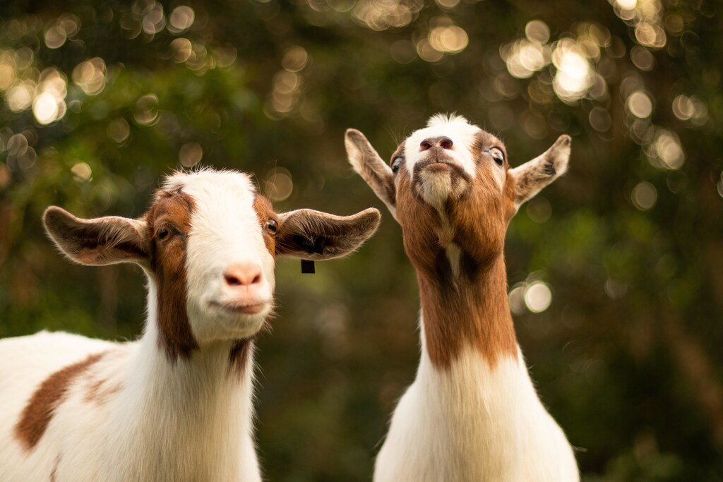 Two brown and white goats.