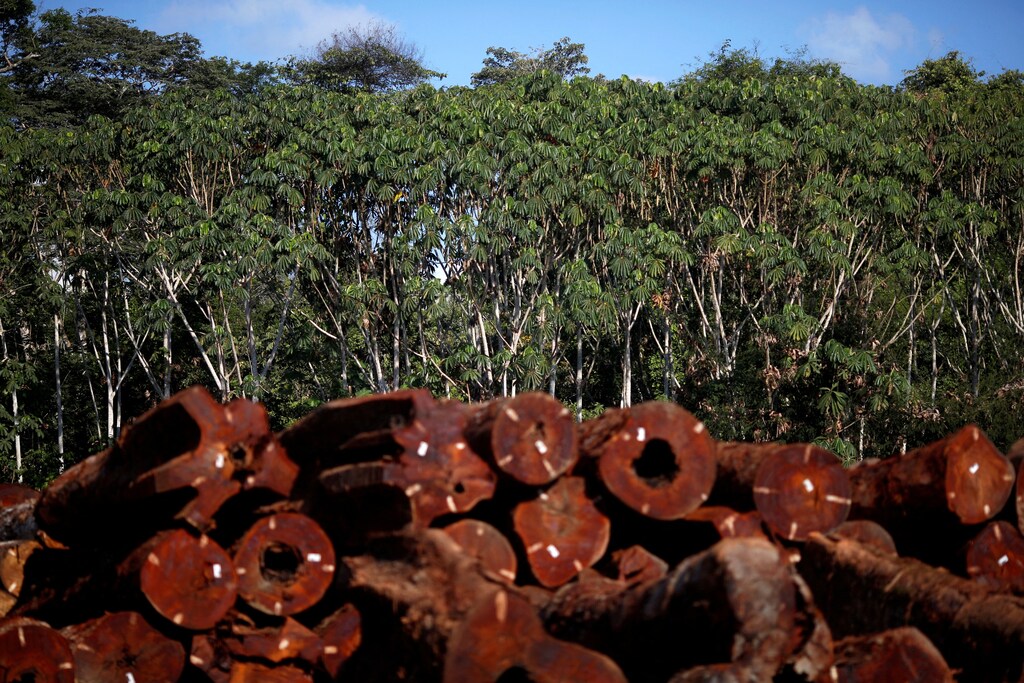 Deforestation is currently responsible for 20% of total global greenhouse gas emissions.