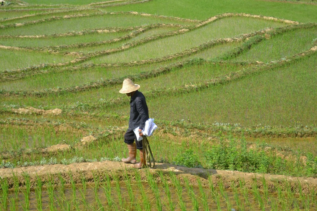 Un agricultor en un campo de China en un reportaje sobre seguridad alimentaria.