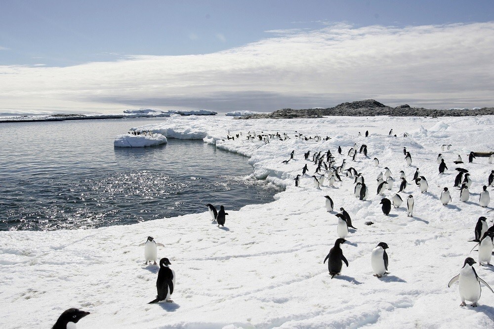 Adelie penguins walk on the ice at Cape Denison in Antarctica.