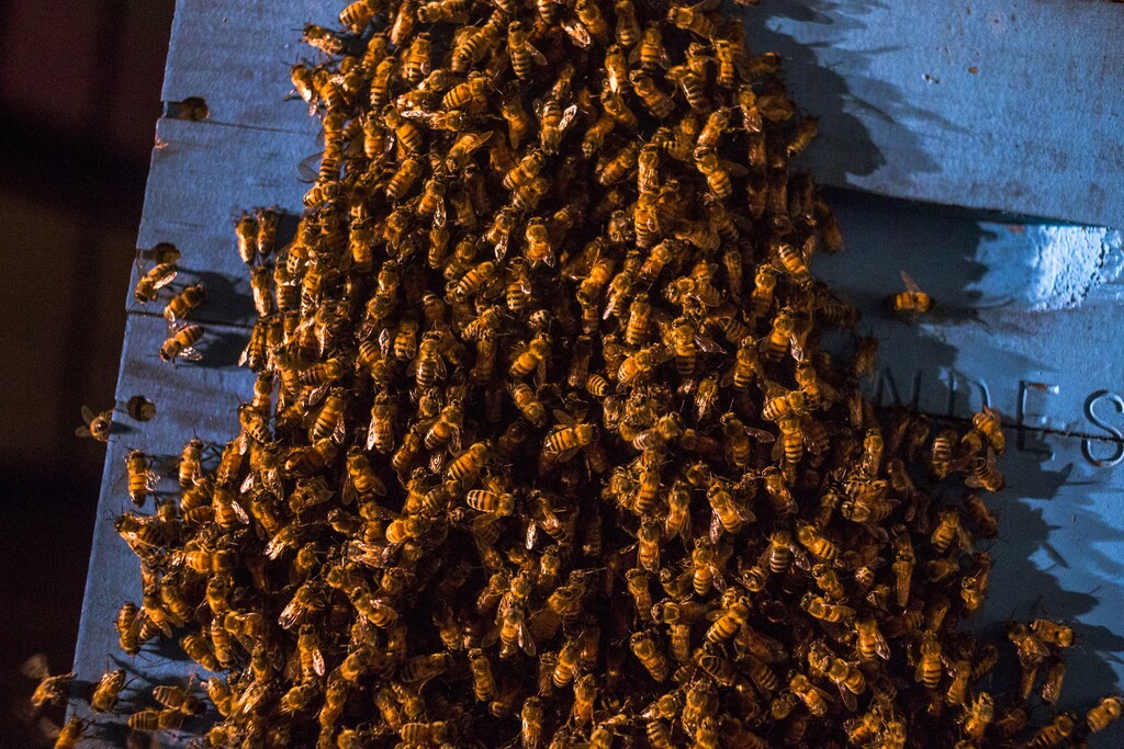 A colony of Italian worker bees congregate outside their hive while pollinating a blueberry field near Columbia Falls, Maine June 22, 2014. Over recent years, bees have been dying at a rate the U.S. government says is economically unsustainable. Honey bees pollinate plants that produce about a quarter of the food consumed by Americans, including apples, watermelons and beans. A lawsuit has now been filed by environmental groups in the United States seeking an injunction restricting the approval of a controversial class of pesticides known as neonicotinoids, or 'neonics'. These pesticides have become a subject of scrutiny in Europe and the United States as concern has mounted that they harm honeybees and other pollinators. Picture taken June 22, 2014. REUTERS/Adrees Latif (UNITED STATES - Tags: BUSINESS ANIMALS ENVIRONMENT AGRICULTURE) ATTENTION EDITORS PICTURE 11 OF 17 FOR PACKAGE 'POLLINATION FOR THE NATION'SEARCH 'ADREES HONEY BEE' FOR ALL IMAGES - GM1EA7A1GKX01
