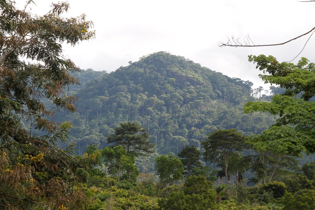 A view of Mont Peko National Park in Duekoue department, western Ivory Coast August 2, 2016. Picture taken August 2, 2016. REUTERS/Luc Gnago - RTX2OA5U