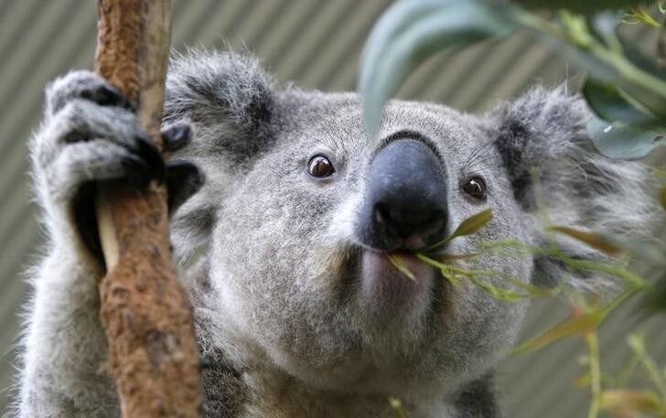 A koala chews eucalyptus leaves at an animal park in Sydney September 26, 2008. They're cute, they're cuddly and, in these times of financial woe, they make an affordable festive gift that's also good for the soul - adopt a rescued koala. Picture taken September 26, 2008. To go with Reuters Life! LIFE-KOALA/ REUTERS/Daniel Munoz (AUSTRALIA)