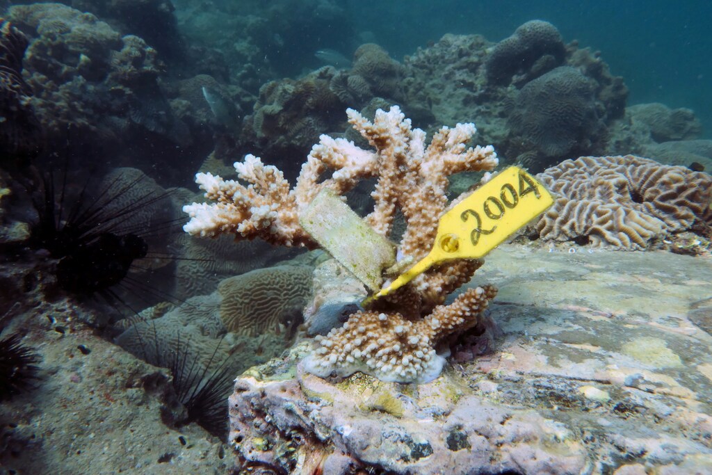 Coral grows after being transplanted near Dibba Port in Fujairah, United Arab Emirates, June 15, 2020. Picture taken June 15, 2020. REUTERS/Christopher Pike - RC2MBH93INCZ