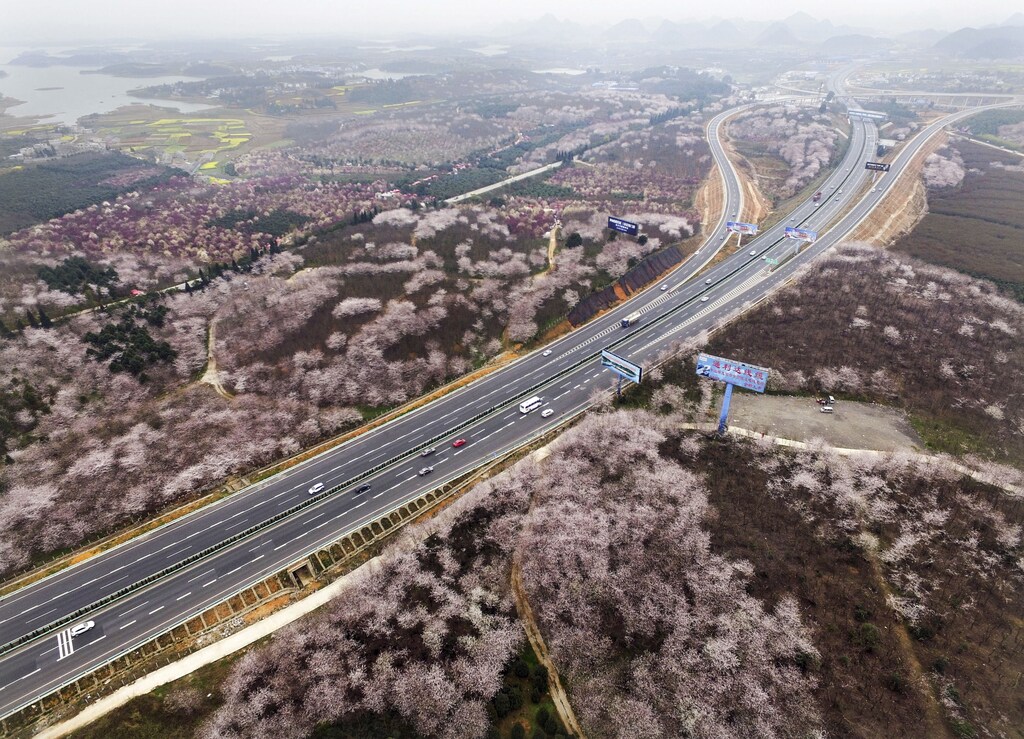 Blooming flowers are seen along a highway in Guiyang, Guizhou Province, China, March 15, 2016.